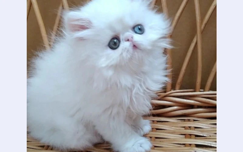 Chaming Persian in capetown for sell.its three years old seeking for permanent home.we have female ones and male ones.call us to spare one for you