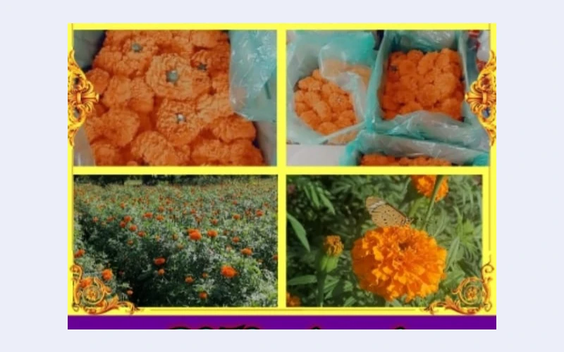 Mari gold flowers in kemptonpark for sell.we have limited stock and capacity avilabe at farm due to the weather conditions.place your order now
