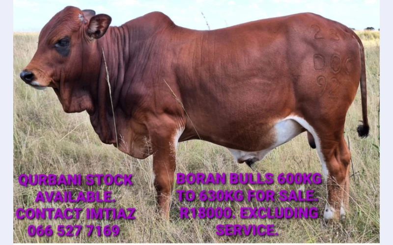 get-the-best-quality-livestock-eith-trust-us-for-healthy-and-robust-animals-in-brackpan-for-sell