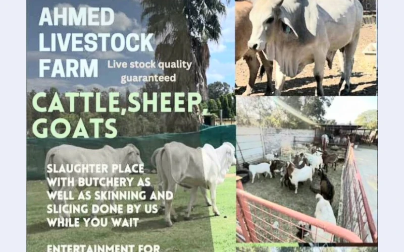 Ahmed Live Stock Farm: Your Premier Destination for Fresh Meat and Entertainment