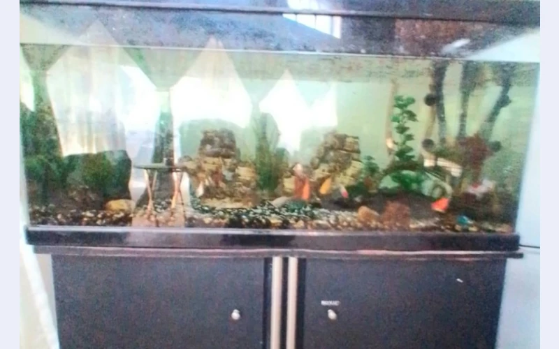 Fish Tank with Fish and Accessories for Sale - R3000 - Elsburg