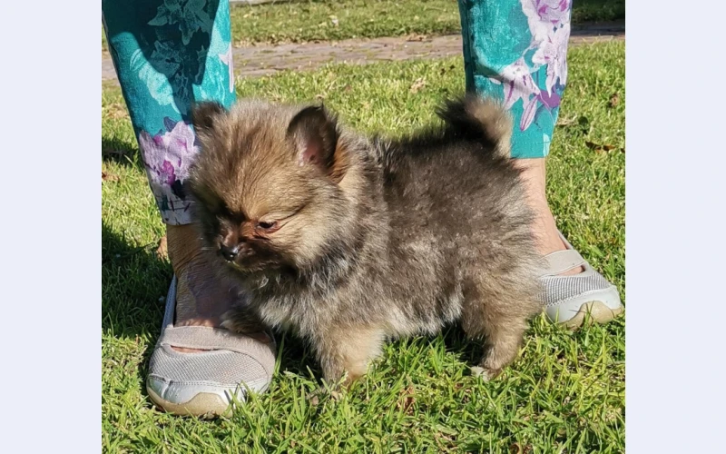 Pedigree Pomeranian puppies, fluffy miniature bears, very cute and loveable