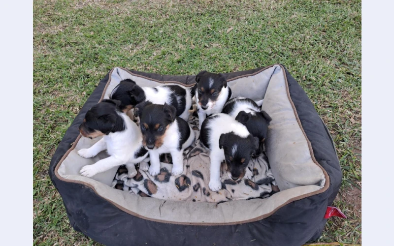 purebred-smooth-hair-x-wire-hair-fox-terrier-puppies-in-mpumalanga---nelspruit
