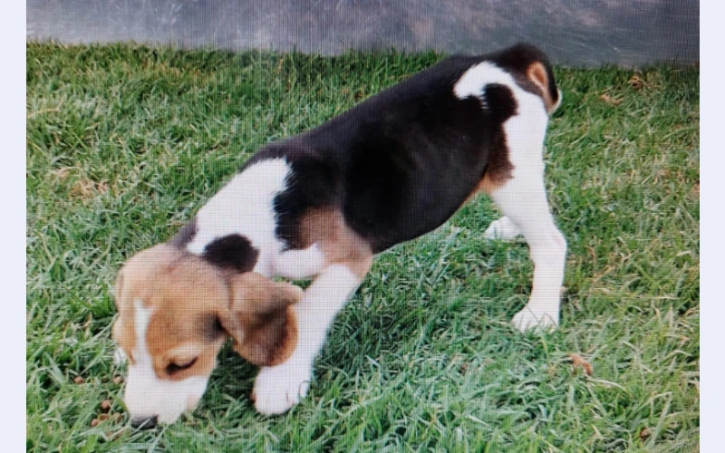 beagles-special-to-collect-in-witbank