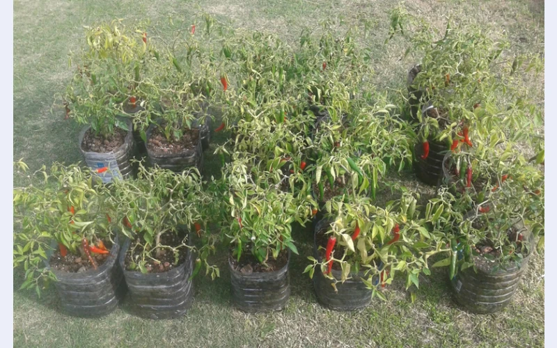 Organic Chili Pepper Plants in Cape Town