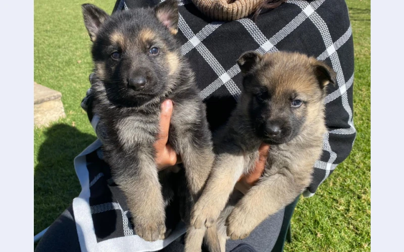 german-shepherd-puppies-for-sale