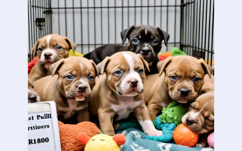 beautiful-pitbull-puppies-available-in-pretoria
