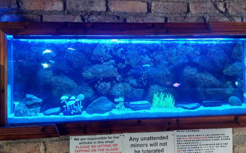 wall-unit-fish-tank-in-benoni