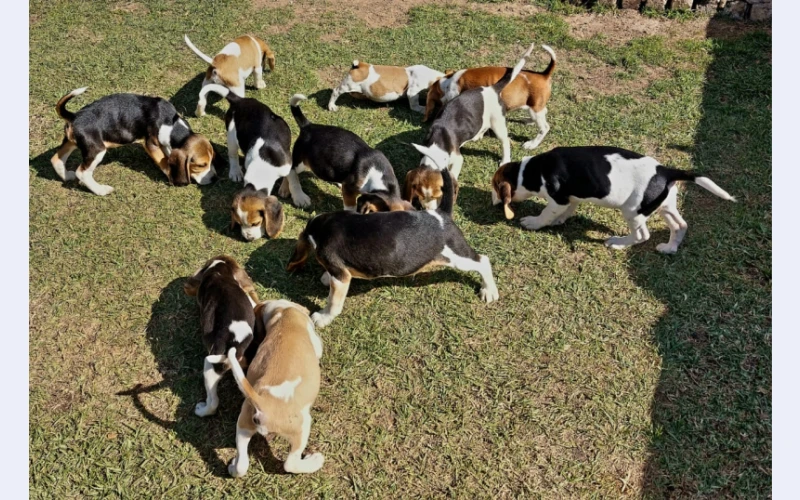 Christmas in July and August All Beagles R1900 each