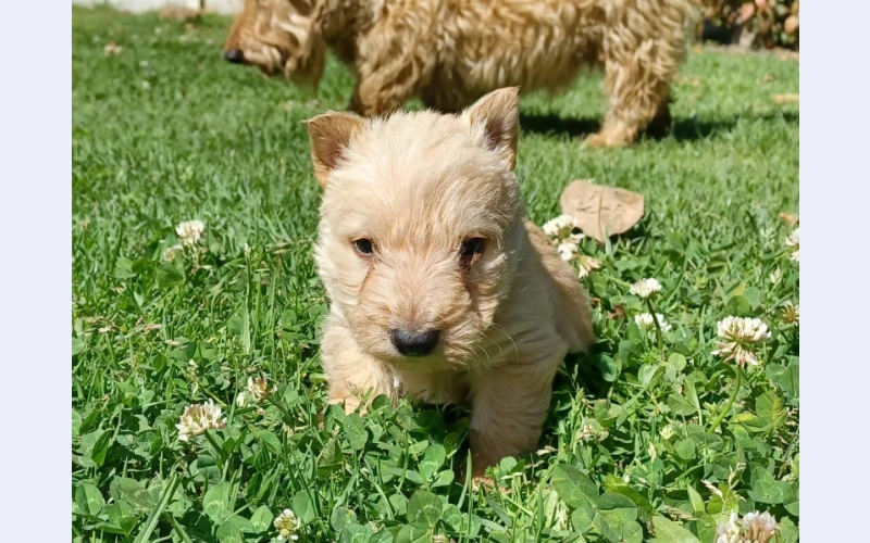 wheaten-scottish-terrier-puppies-for-sale-in-western-cape-george