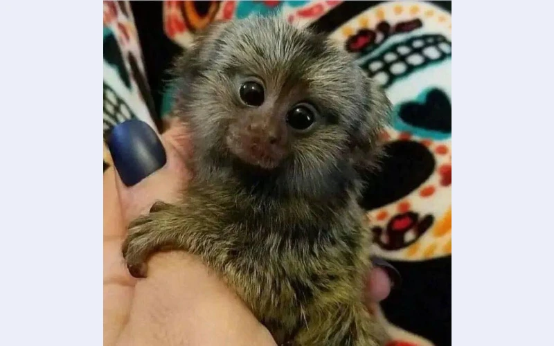 hi-everyone-i-need-a-new-home-for-my-baby-male-and-female-marmoset-monkeys