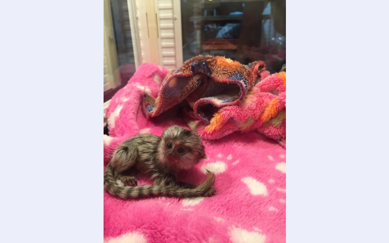 hi-everyone-i-need-a-new-home-for-my-baby-male-and-female-marmoset-monkeys-1686136265