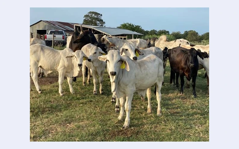 male-and-female-boer-goats-dorper-kalahari-brahman-cows-and-others