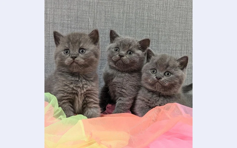 i-have-litters-of-beautiful-exotic-shorthair-kittens-available-to-go-home-now
