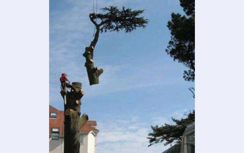 we-specialize-in-tree-removal-and-pruning