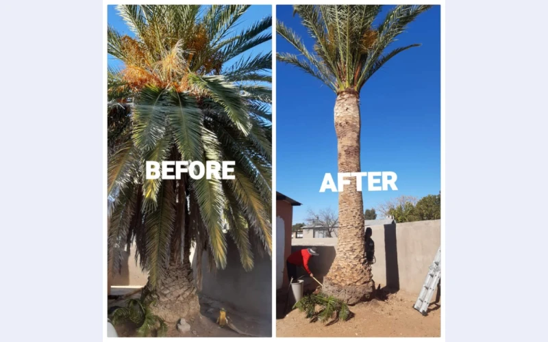 we-specialize-in-tree-removal-and-pruning-in-johannesburg