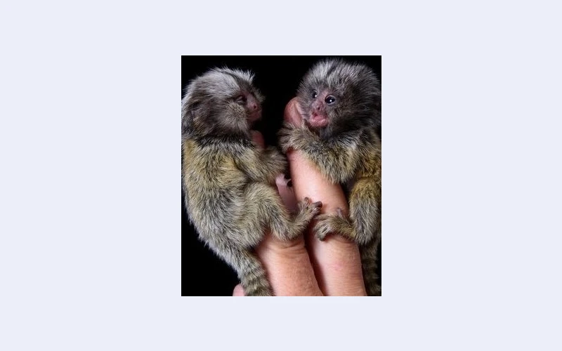 Thank you for your response regarding my baby marmoset monkeys